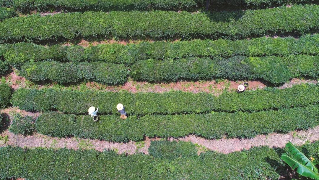 绿茶长势喜人。