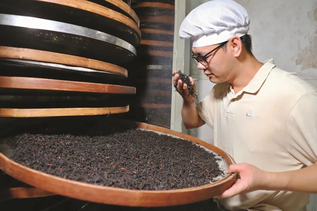 检查茶叶的烘烤情况。