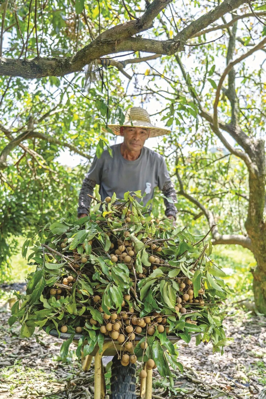 用独轮车运龙眼。
