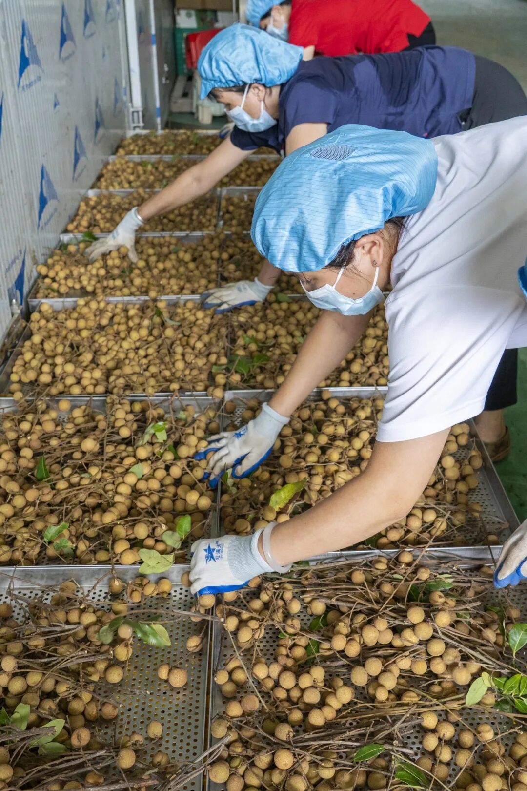 分拣采摘下来的鲜龙眼。