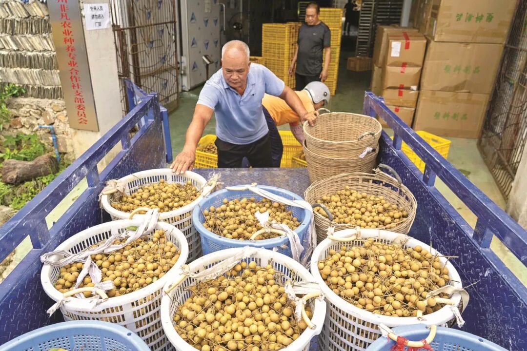 将新采摘的龙眼送到合作社。