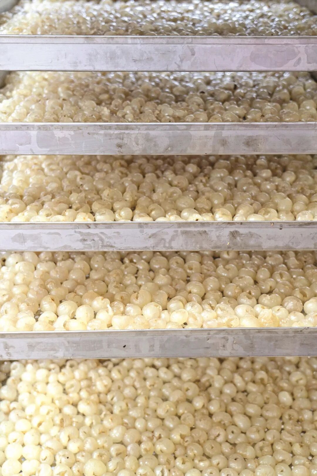 剥好的龙眼肉放进托盘准备烘干。