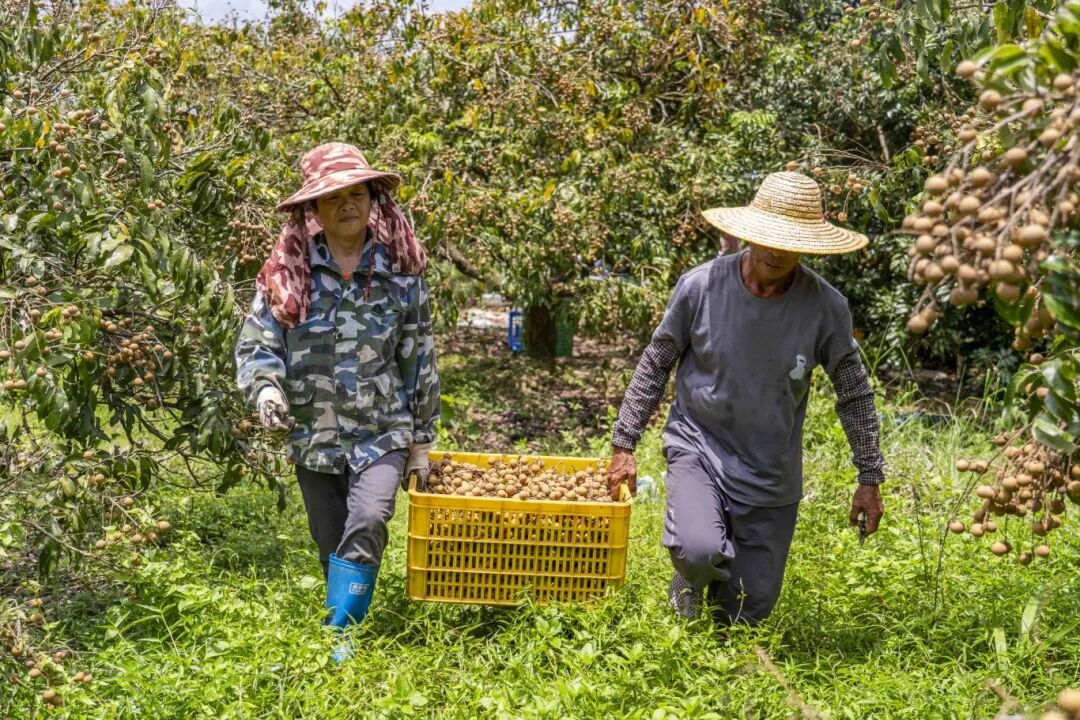 果农顶着烈日采摘龙眼。