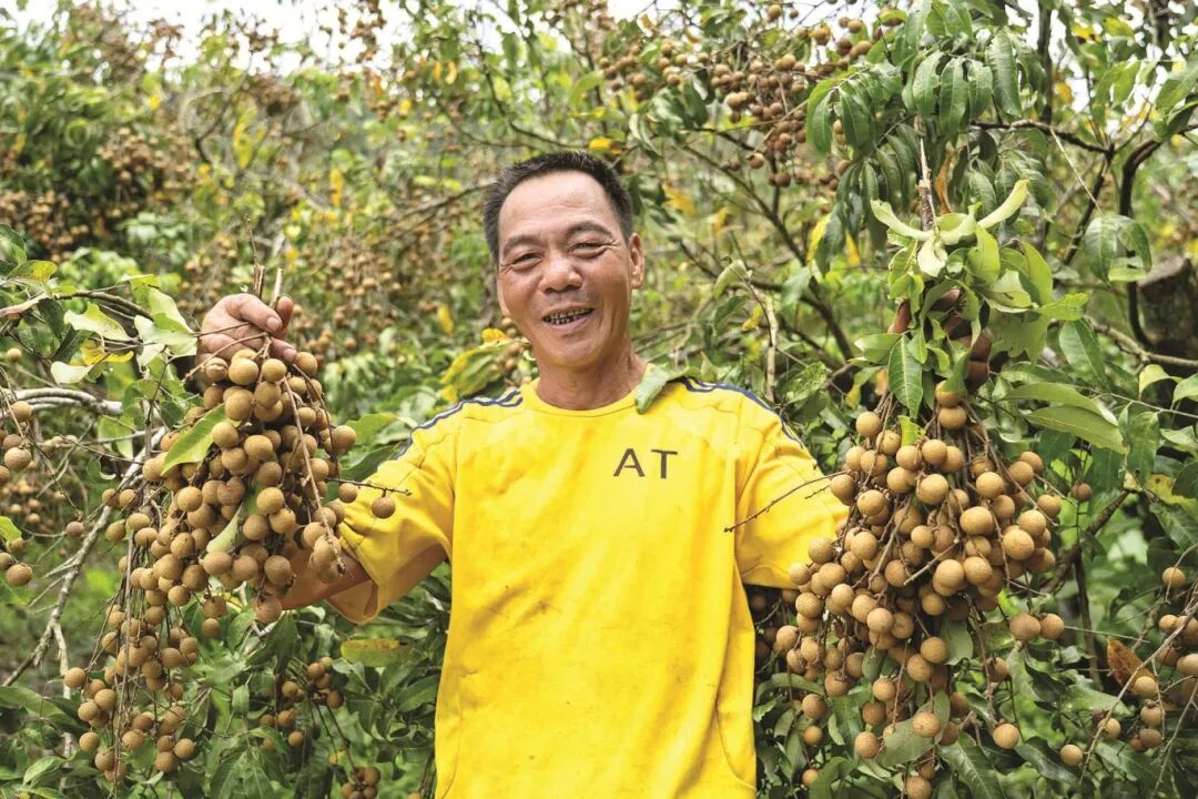 今年龙眼丰收，果农展示自家的龙眼。