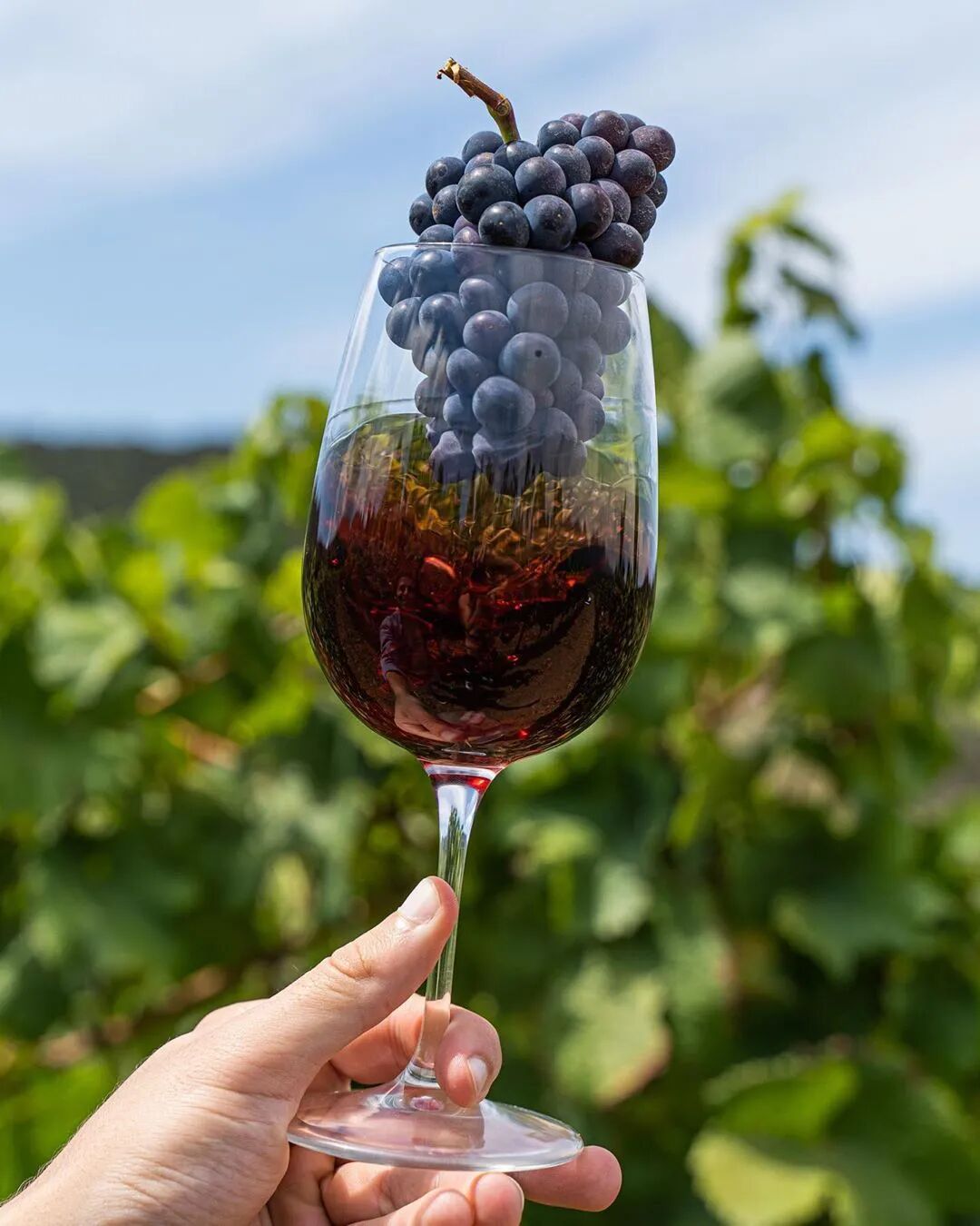 春季食补，为何宜喝葡萄酒？