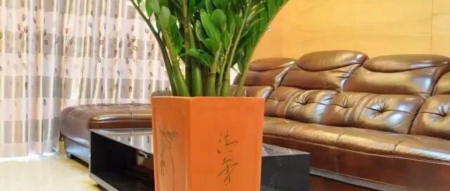 客厅摆放什么花最招财?