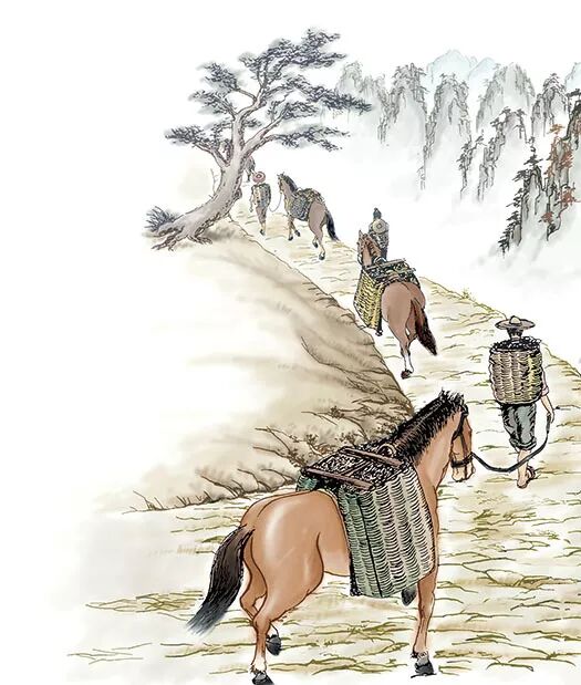 遗失的茶马古道：丝绸之路上的神秘黑茶