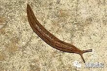 澳媒揭露租房“黑幕”！不看不知道，一看吓一跳！ - 4