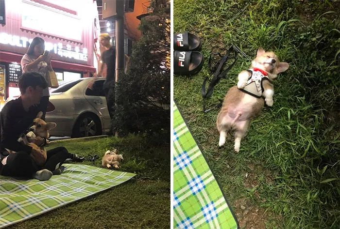 「剛搬了新家，一覺醒來，家裡竟多了個陌生的訪客...」 寵物 第4張