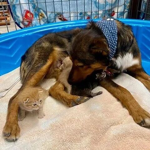 宝宝胎死腹中，流浪狗妈妈焦急寻子时，遇到了一窝小奶猫...