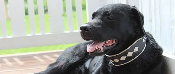 “我养了一只黑色拉布拉多，但它后来变成了白色的了？”