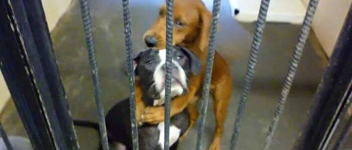 即将被安乐死的两只狗狗紧紧抱在一起，而这个拥抱彻底改变了它们的命运！