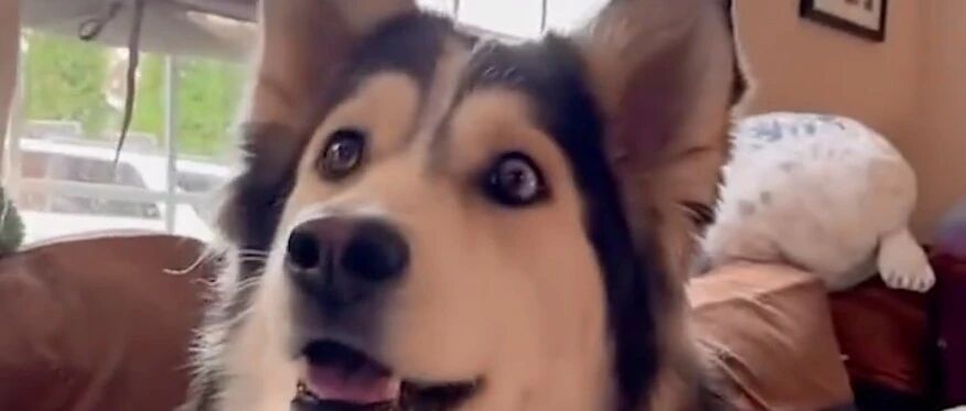 “别让狗狗看电视，它们真的会上瘾...”