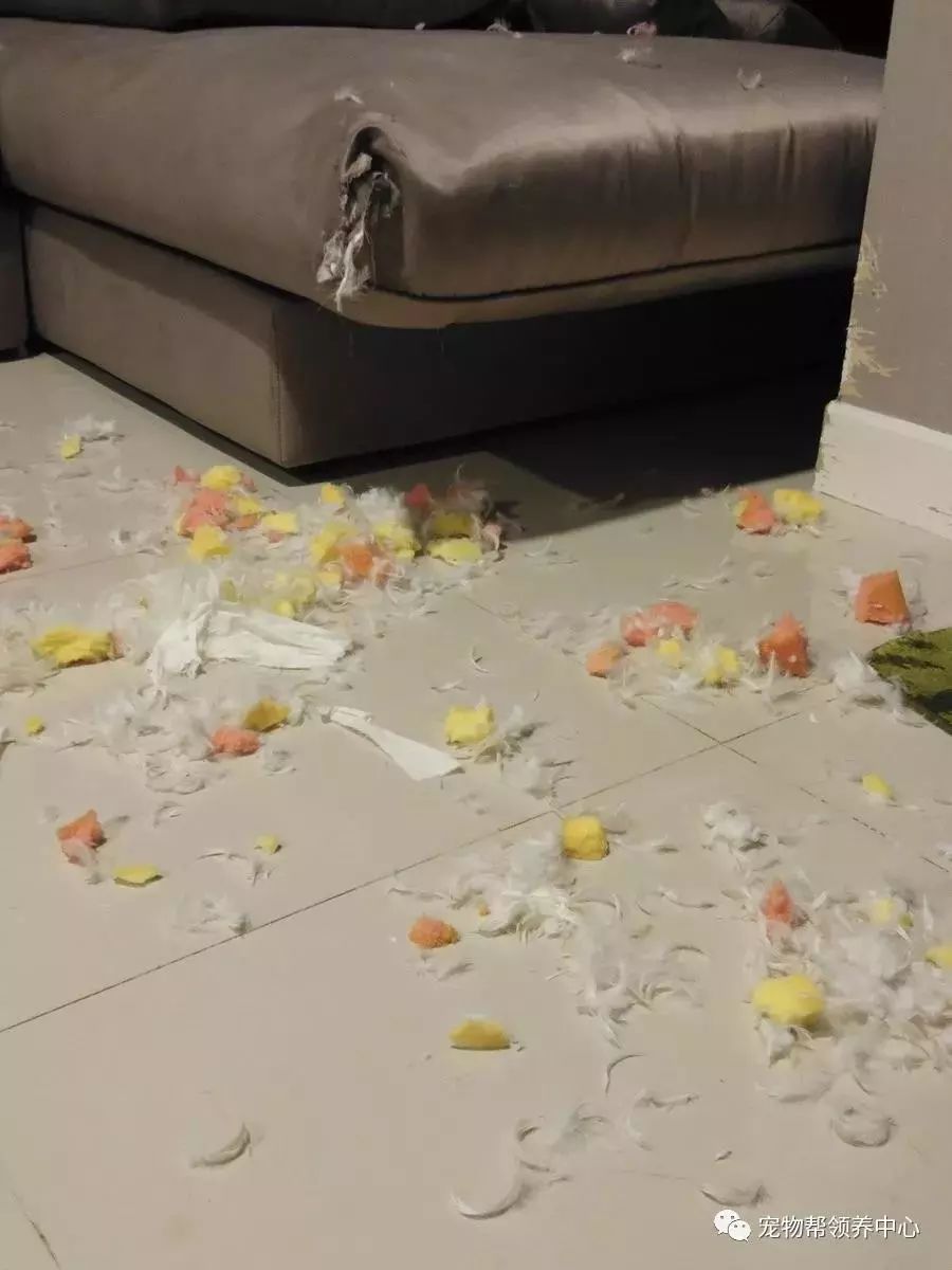 二哈拆家，铲屎官整理了一下发现，唯一幸免于难