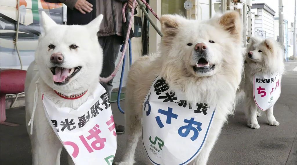 日本超人氣的醜萌秋田站長走了...網友含淚送別：它終於和奶奶團圓了！ 寵物 第12張