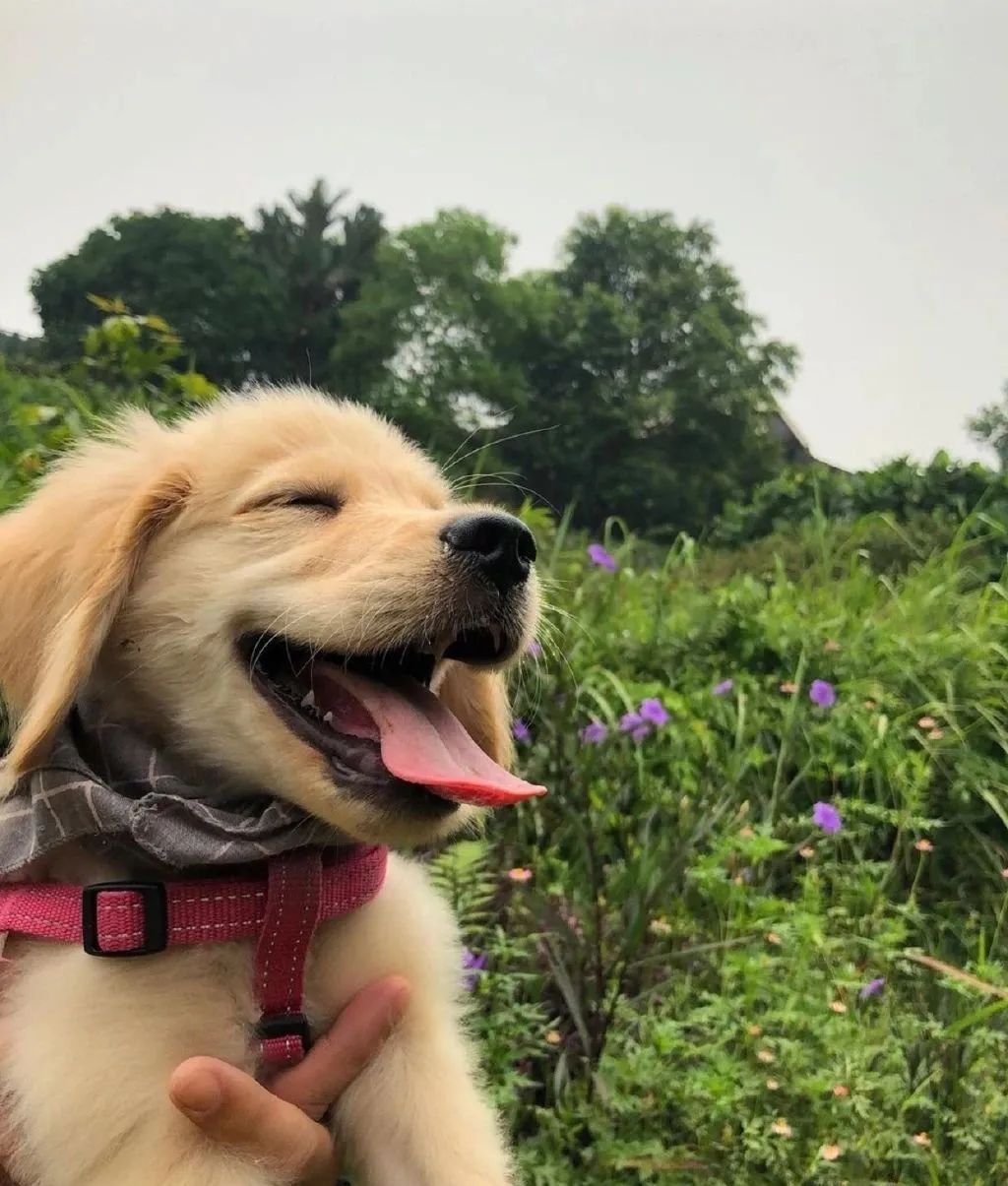 導盲犬因太皮被開除後，它叼起最愛的玩偶，來了一場說走就走的旅行！ 寵物 第22張