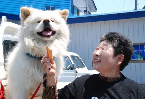 日本超人氣的醜萌秋田站長走了...網友含淚送別：它終於和奶奶團圓了！ 寵物 第8張