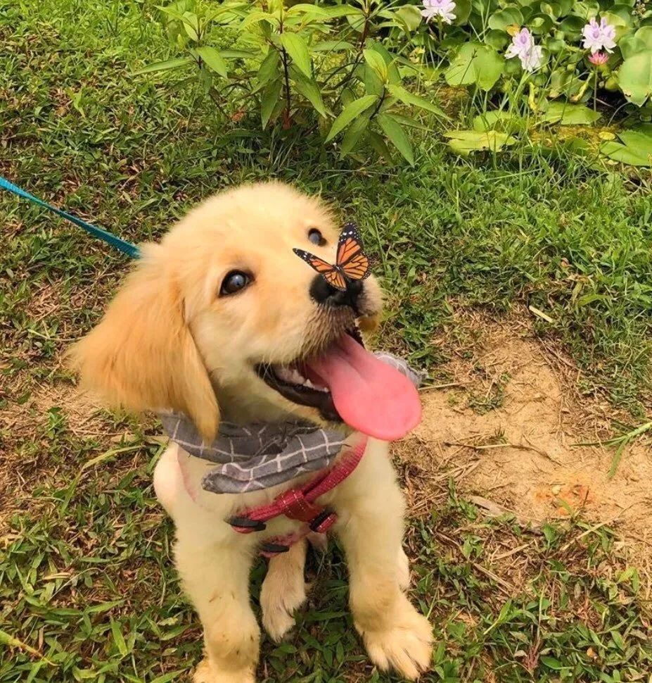 導盲犬因太皮被開除後，它叼起最愛的玩偶，來了一場說走就走的旅行！ 寵物 第21張