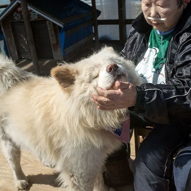 日本超人氣的醜萌秋田站長走了...網友含淚送別：它終於和奶奶團圓了！ 寵物 第17張