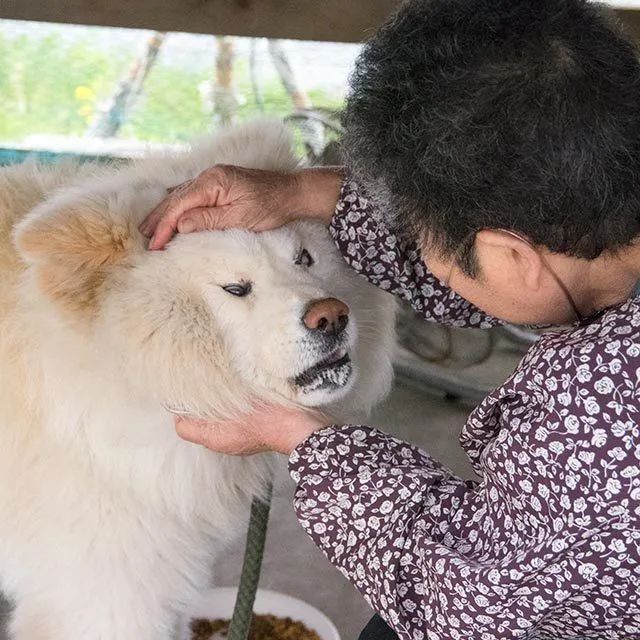 日本超人氣的醜萌秋田站長走了...網友含淚送別：它終於和奶奶團圓了！ 寵物 第6張