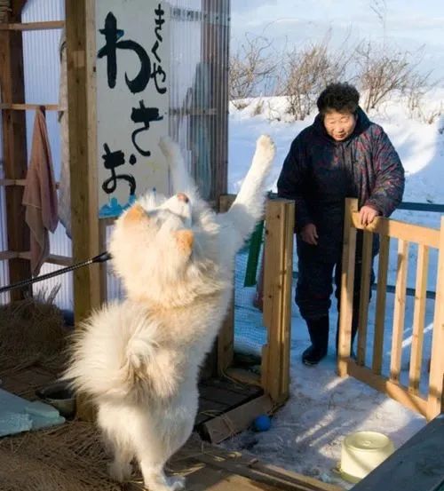 日本超人氣的醜萌秋田站長走了...網友含淚送別：它終於和奶奶團圓了！ 寵物 第23張