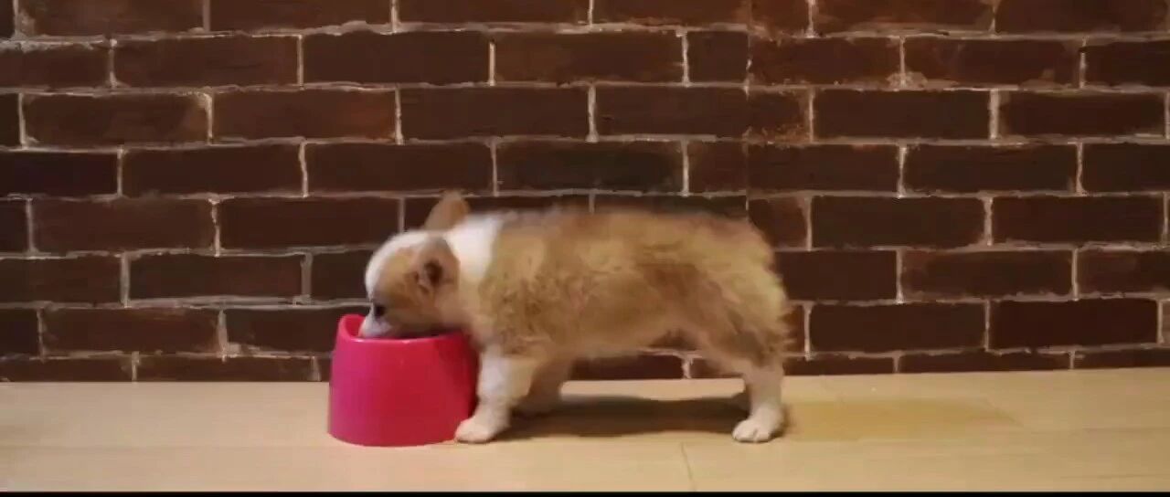 养了柯基300天后，发现了一个惊人真相...