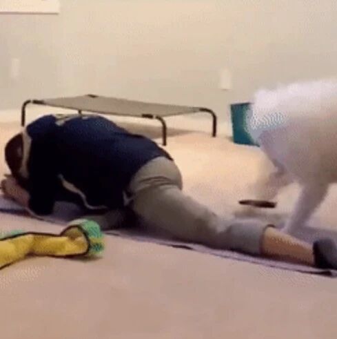 萨摩耶化身成了瑜伽教练，拿玩具鞭打：再下去一点！