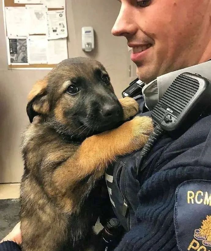 小警犬第一天上班，竟然趴在桌子上睡著了！ 寵物 第13張