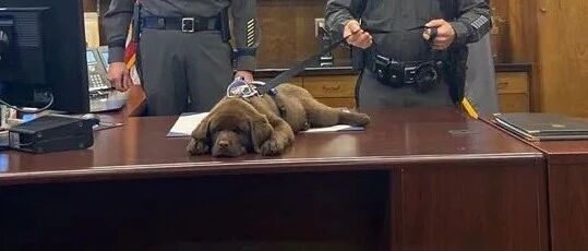 小警犬参加就职仪式，全程放肆睡觉，最终被教官一下搞起…