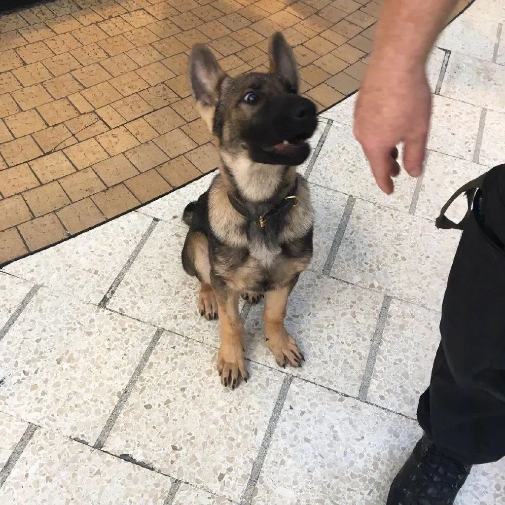 小警犬第一天上班，竟然趴在桌子上睡著了！ 寵物 第15張