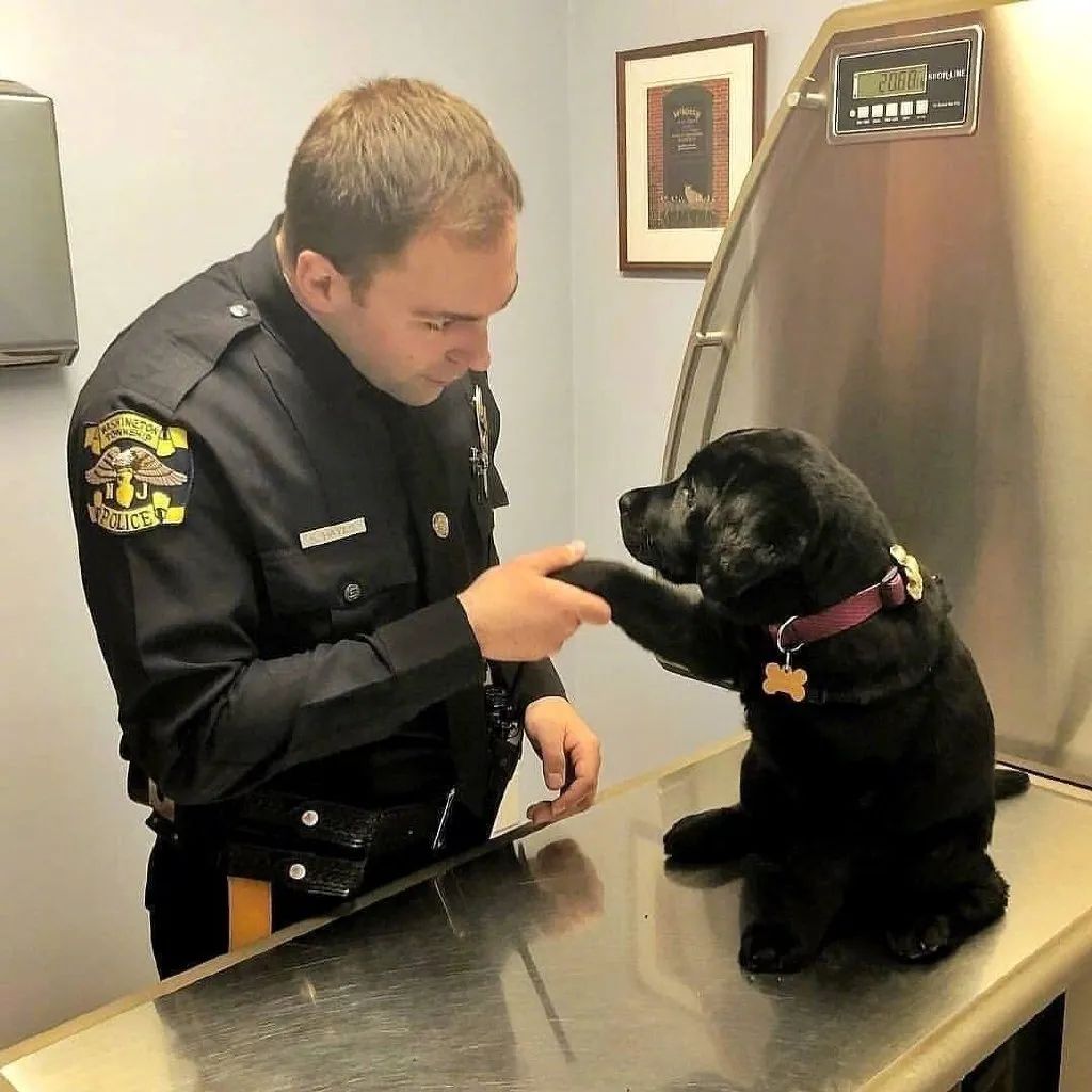 小警犬第一天上班，竟然趴在桌子上睡著了！ 寵物 第14張