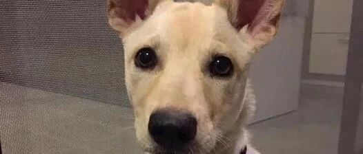 以为自己被退养，小狗吓到跌坐在地...网友心疼哭：“好想抱抱它！”