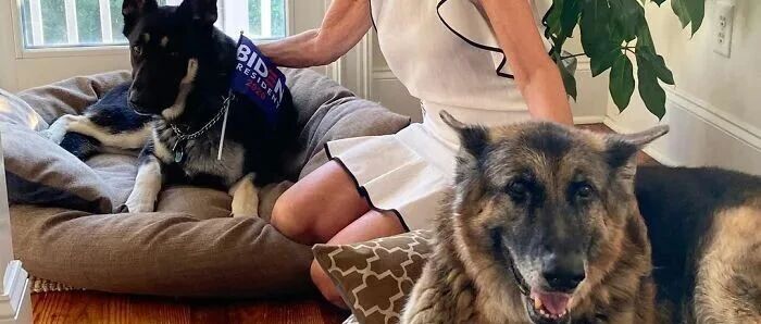 拜登拿下大选后，大家关注起了他的狗：从惨遭下毒遗弃，到逆袭“第一狗狗”！