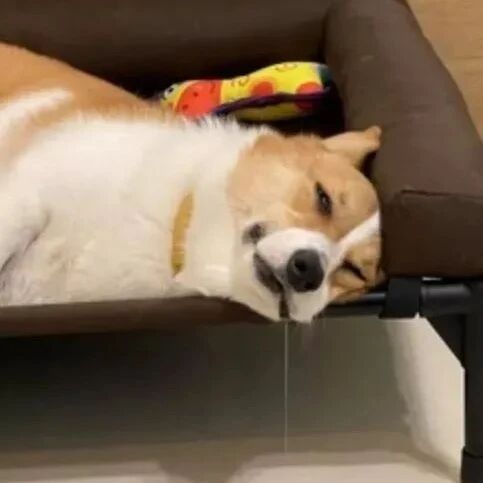 柯基睡得正香，可铲屎官差点笑疯：这是梦到了什么？