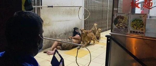 5只流浪狗被围捕时竟放弃逃跑，选择留在原地守护流浪汉主人...