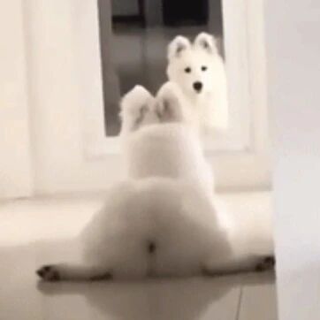 萨摩耶：“原来我是一只狗？”那为什么我长了一双兔耳朵