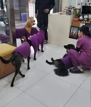 为6只爱犬买了同款新衣服 结果出门发现撞衫了 大爱狗狗控 微信公众号文章阅读 Wemp