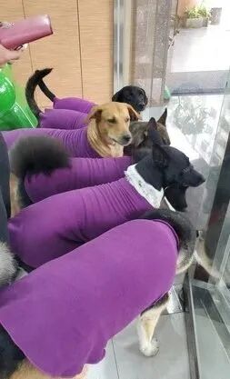 为6只爱犬买了同款新衣服 结果出门发现撞衫了 狗狗猫咪宠物控 微信公众号文章阅读 Wemp