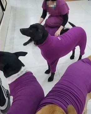 为6只爱犬买了同款新衣服 结果出门发现撞衫了 大爱狗狗控 微信公众号文章阅读 Wemp