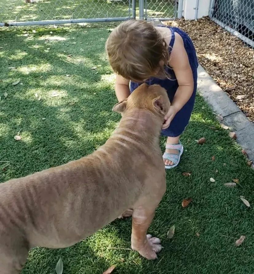 比特犬即將被安樂死，2歲小女孩的一句話，卻徹底改變了它的命運... 寵物 第13張