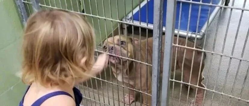比特犬即将被安乐死，2岁小女孩的一句话，却彻底改变了它的命运...