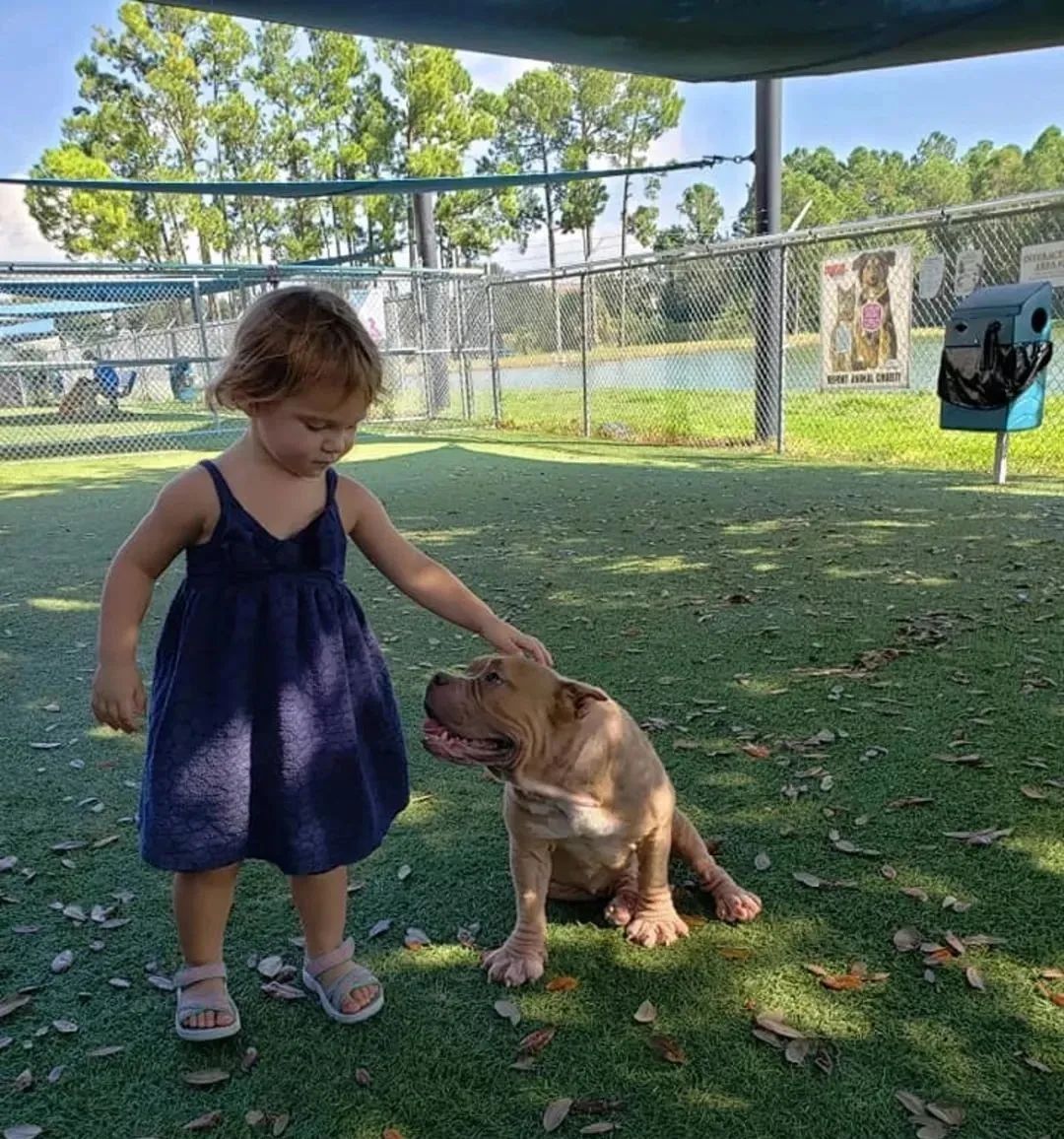 比特犬即將被安樂死，2歲小女孩的一句話，卻徹底改變了它的命運... 寵物 第7張