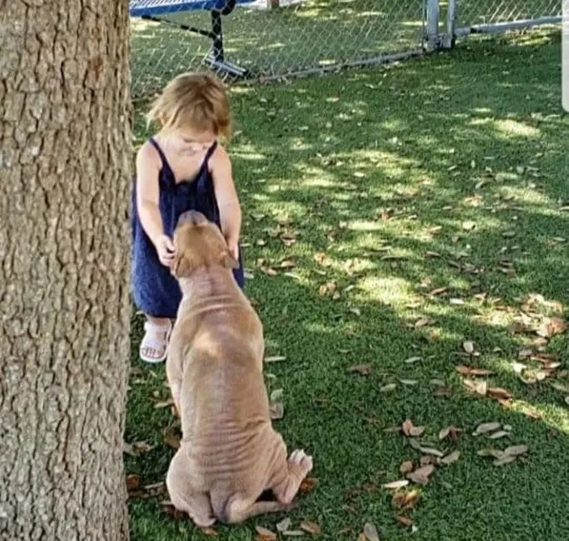 比特犬即將被安樂死，2歲小女孩的一句話，卻徹底改變了它的命運... 寵物 第12張