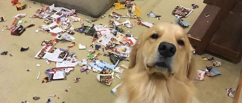 养了狗狗才知道原来“做贼心虚”是这个意思...