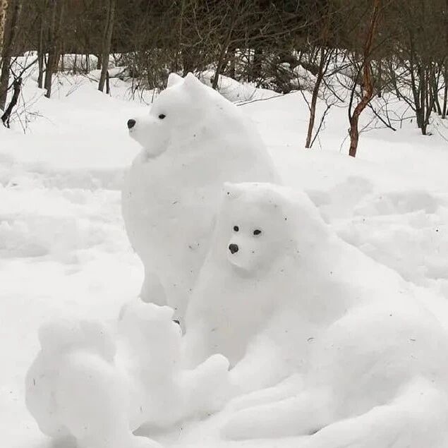还以为一家三口萨摩在雪地玩耍，走近一看才发现...
