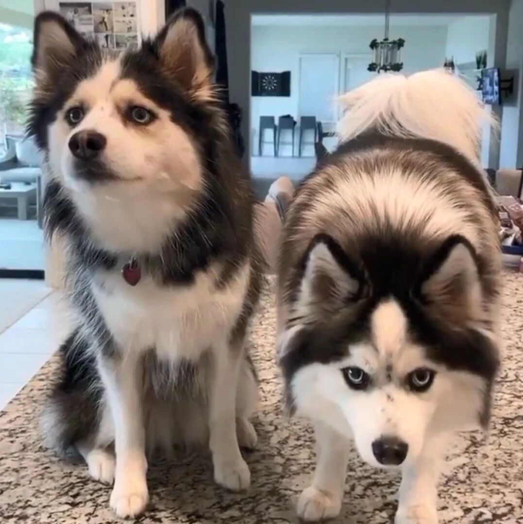 哈士奇和博美的后代是“迷你阿拉斯加”？