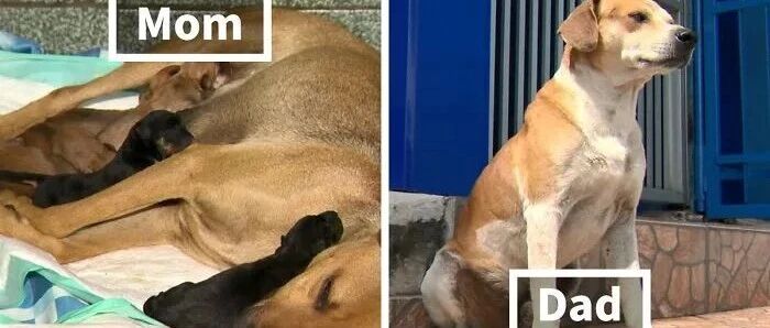 流浪狗快生了跑去医院求助，而孩子爸爸就守在门口等着...