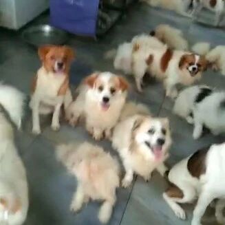 “流浪狗该如何处置？收养？还是安乐？"她的一句回答让人沉默了...