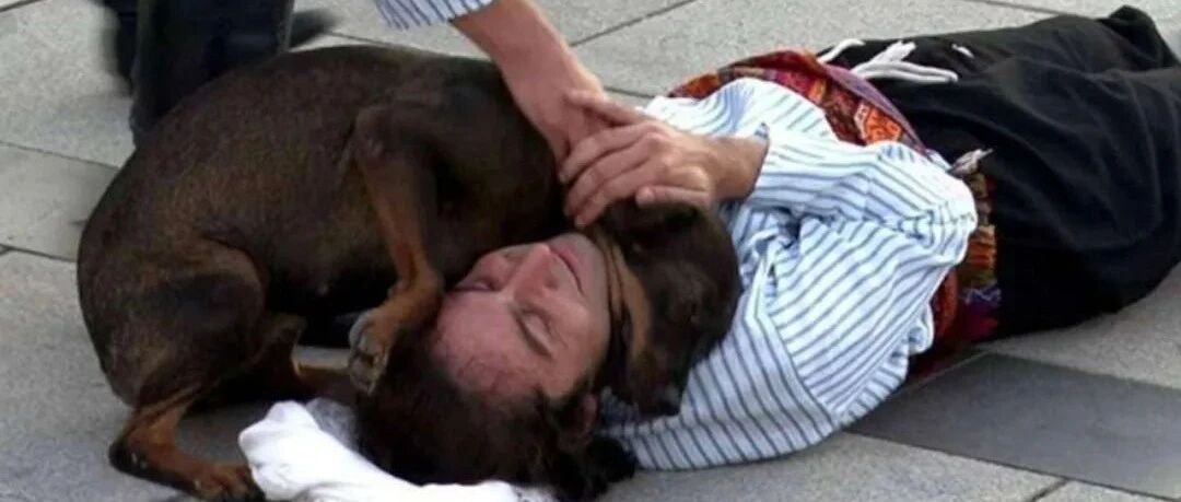 给流浪狗一口吃的，而它的举动...懂事到让人心疼！