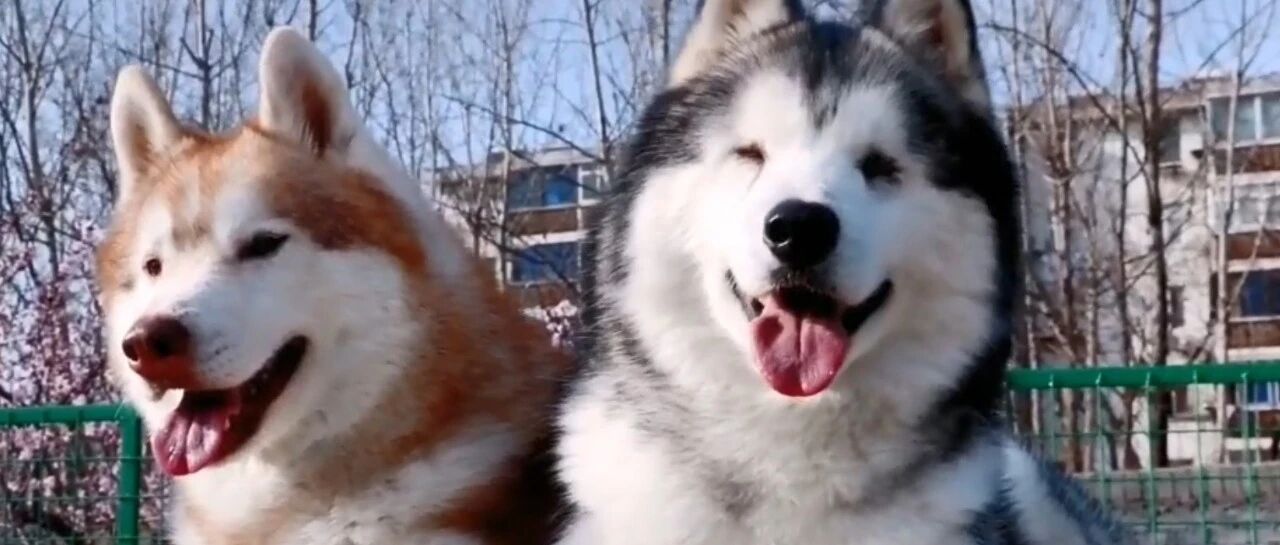 “我居然被一只二哈给暖哭了！”